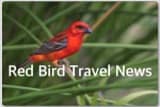 Red Bird Travel News